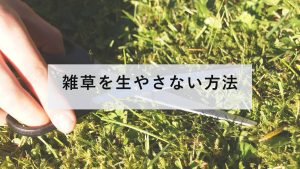 手入れされた芝生