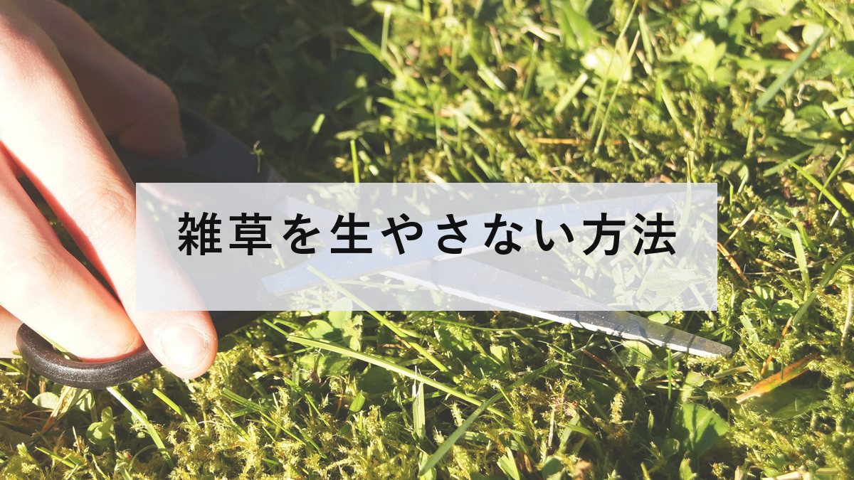手入れされた芝生